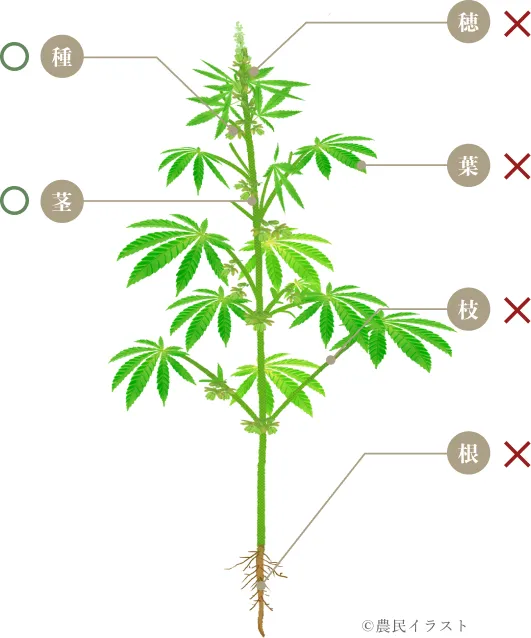 大麻草の図解